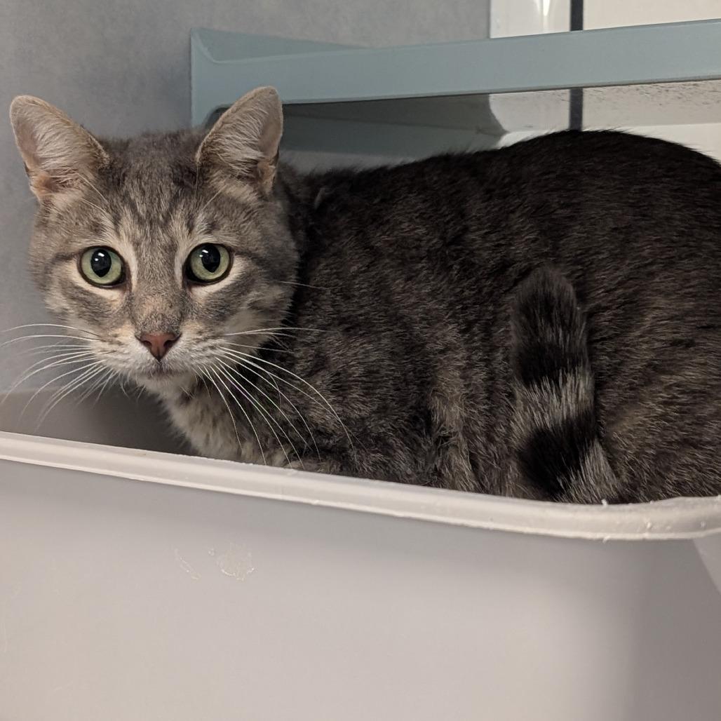 Enlarge Akela, a Adoptable Domestic Short Hair in Buchanan Dam, TX image 1/2