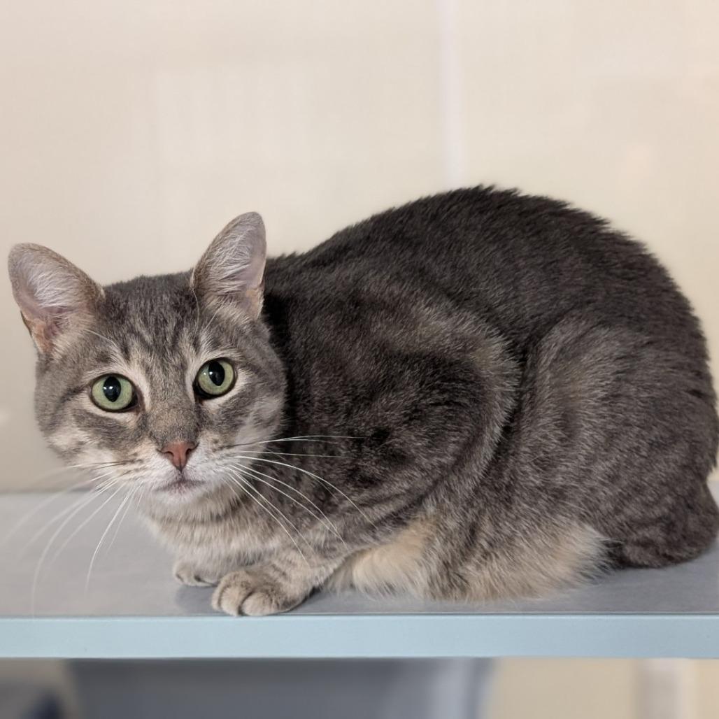 Enlarge Akela, a Adoptable Domestic Short Hair in Buchanan Dam, TX image 2/2