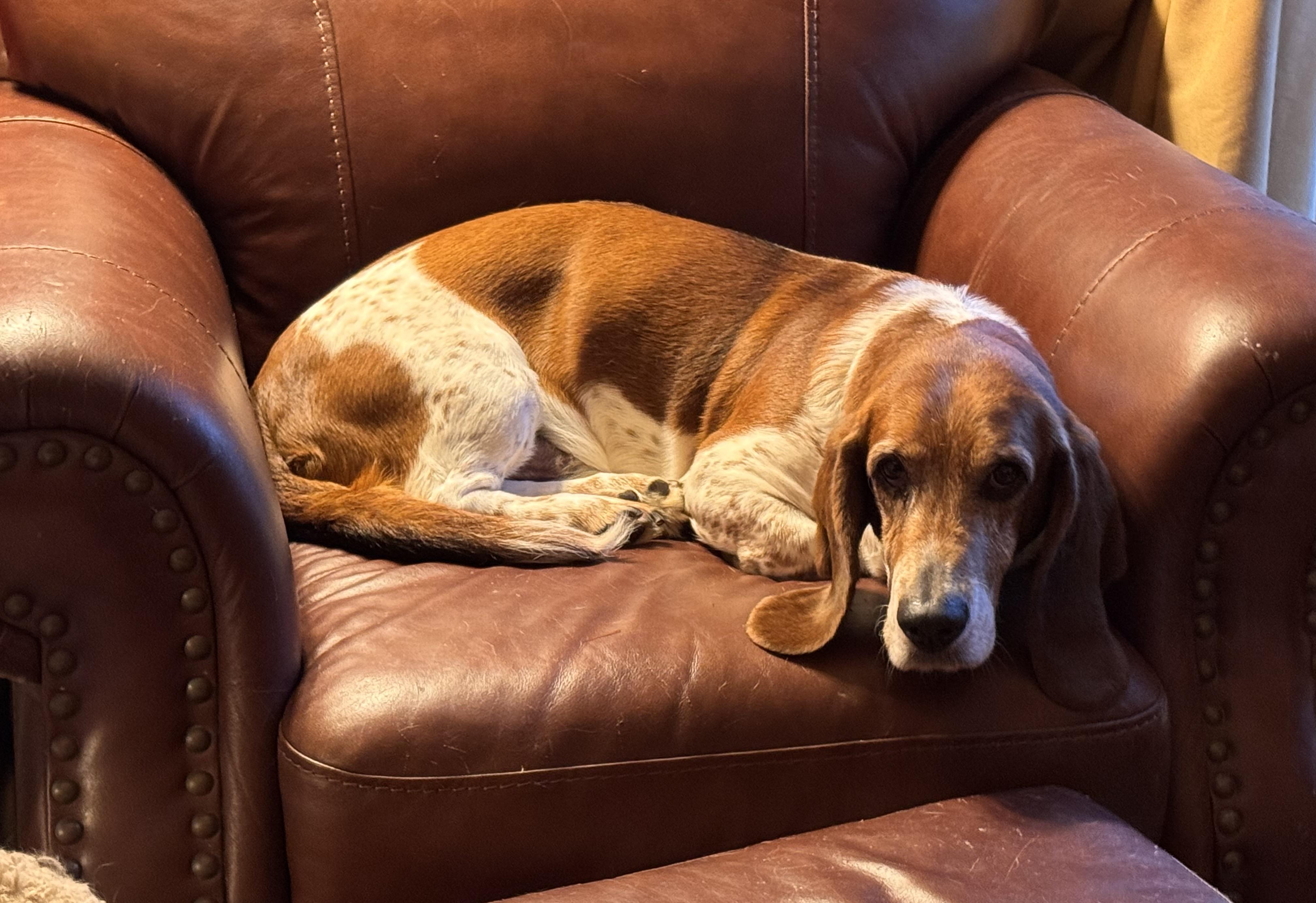 Enlarge Champ, a Adopted Basset Hound in Fort Washington, MD image 1/5