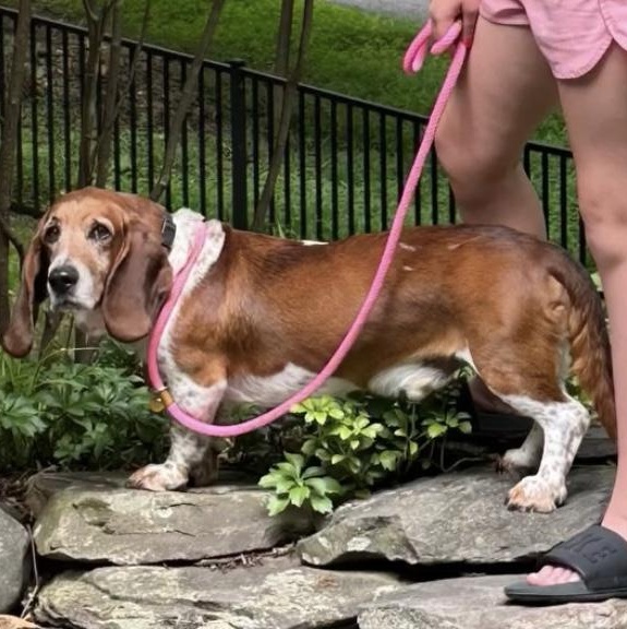 Enlarge Champ, a Adopted Basset Hound in Fort Washington, MD image 2/5