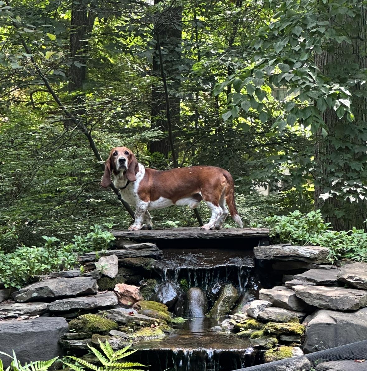 Enlarge Champ, a Adopted Basset Hound in Fort Washington, MD image 3/5