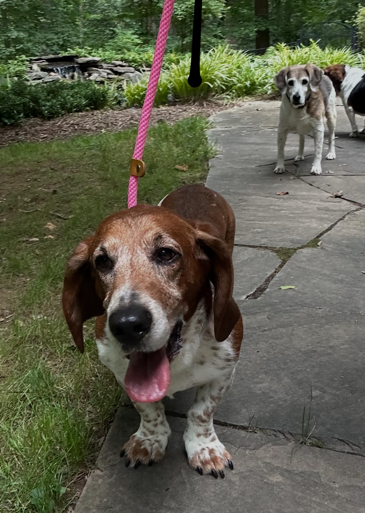 Enlarge Champ, a Adopted Basset Hound in Fort Washington, MD image 4/5