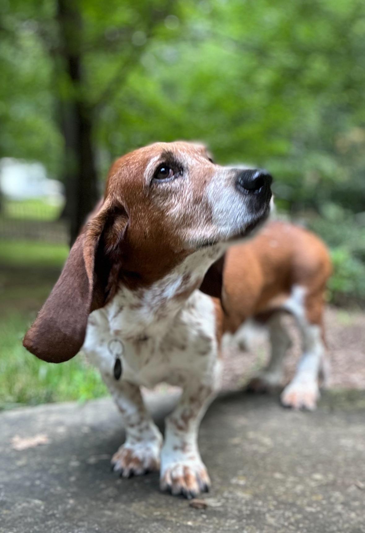 Enlarge Champ, a Adopted Basset Hound in Fort Washington, MD image 5/5