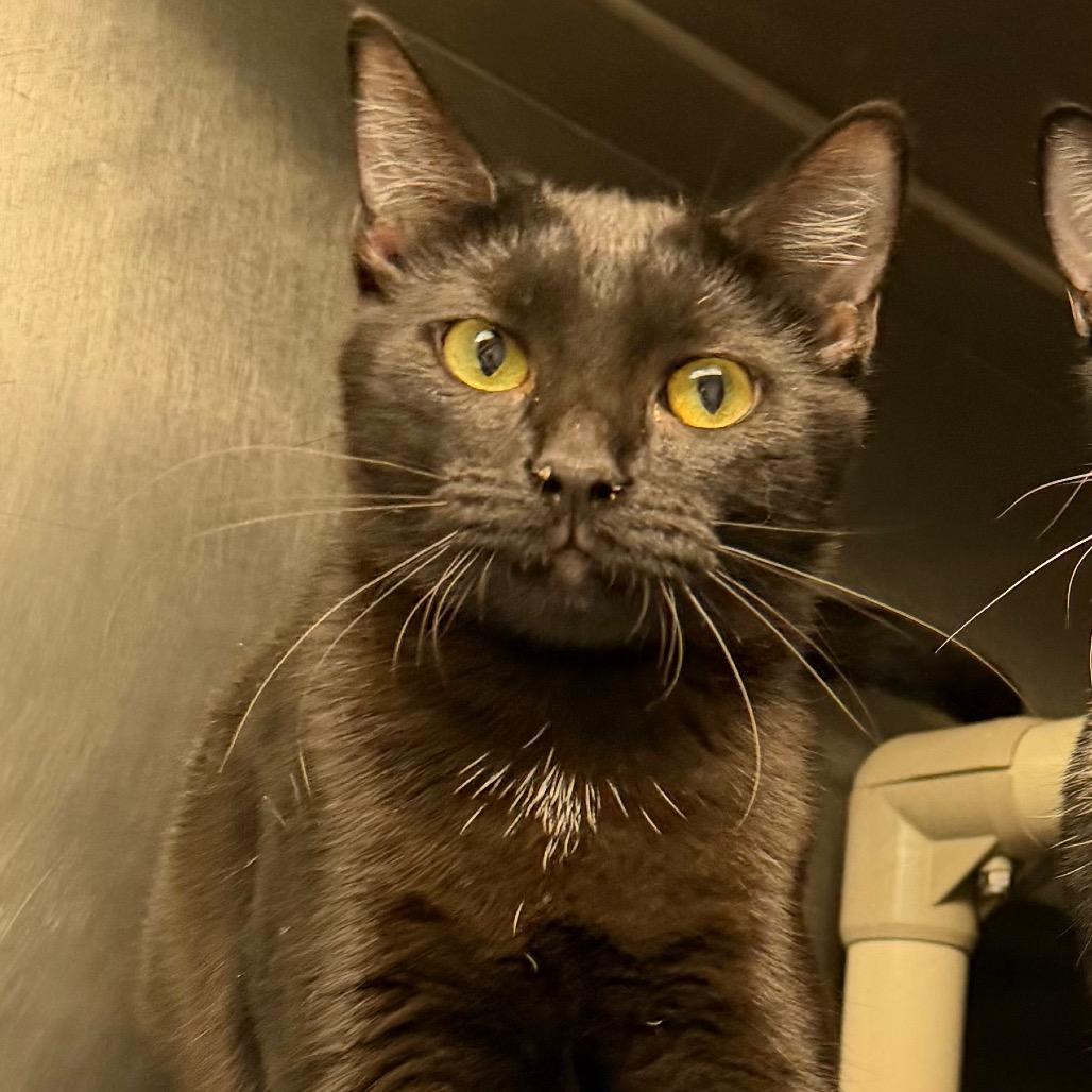 Sophie, Adoptable, Young Female Domestic Short Hair.