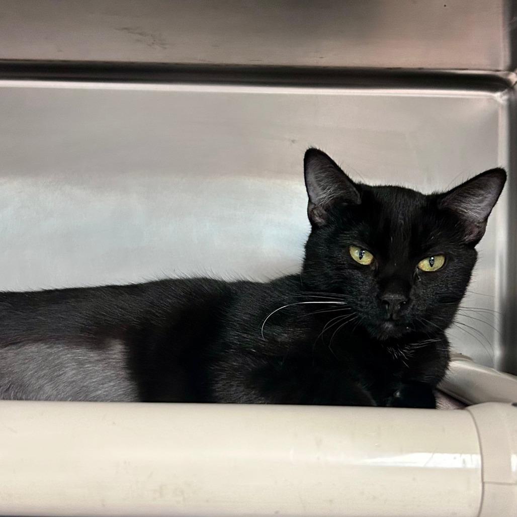 Sophie, Adoptable, Young Female Domestic Short Hair.