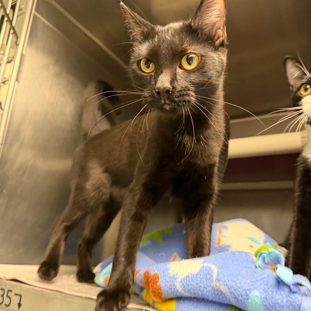 Enlarge Sophie, a Adoptable mixed breed in Newport, NC image 4/4