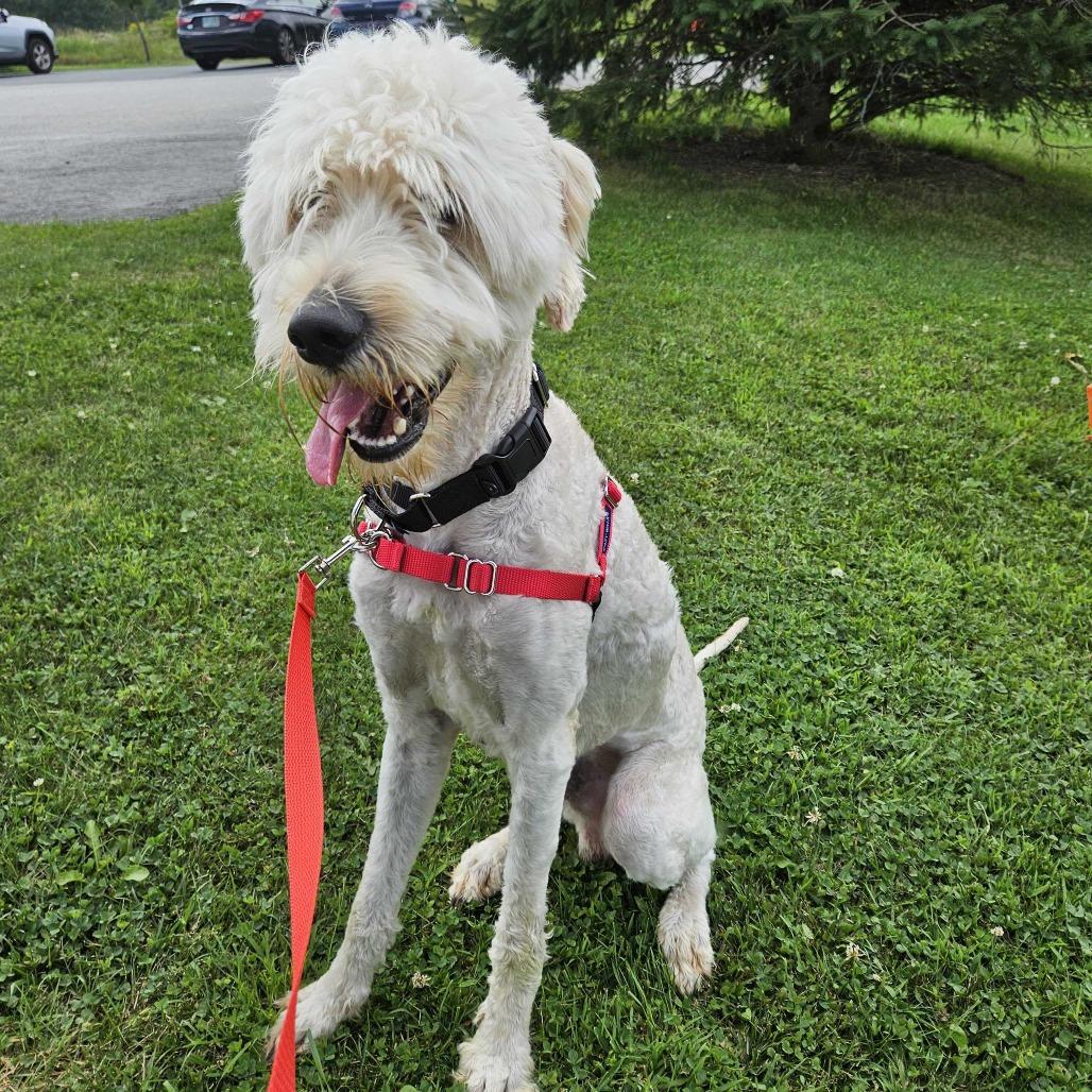 Duke, Adoptable, Young Male Poodle & Mixed Breed.