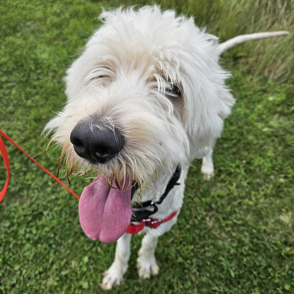 Duke, a Adoptable mixed breed in Dover, NH image 2/6
