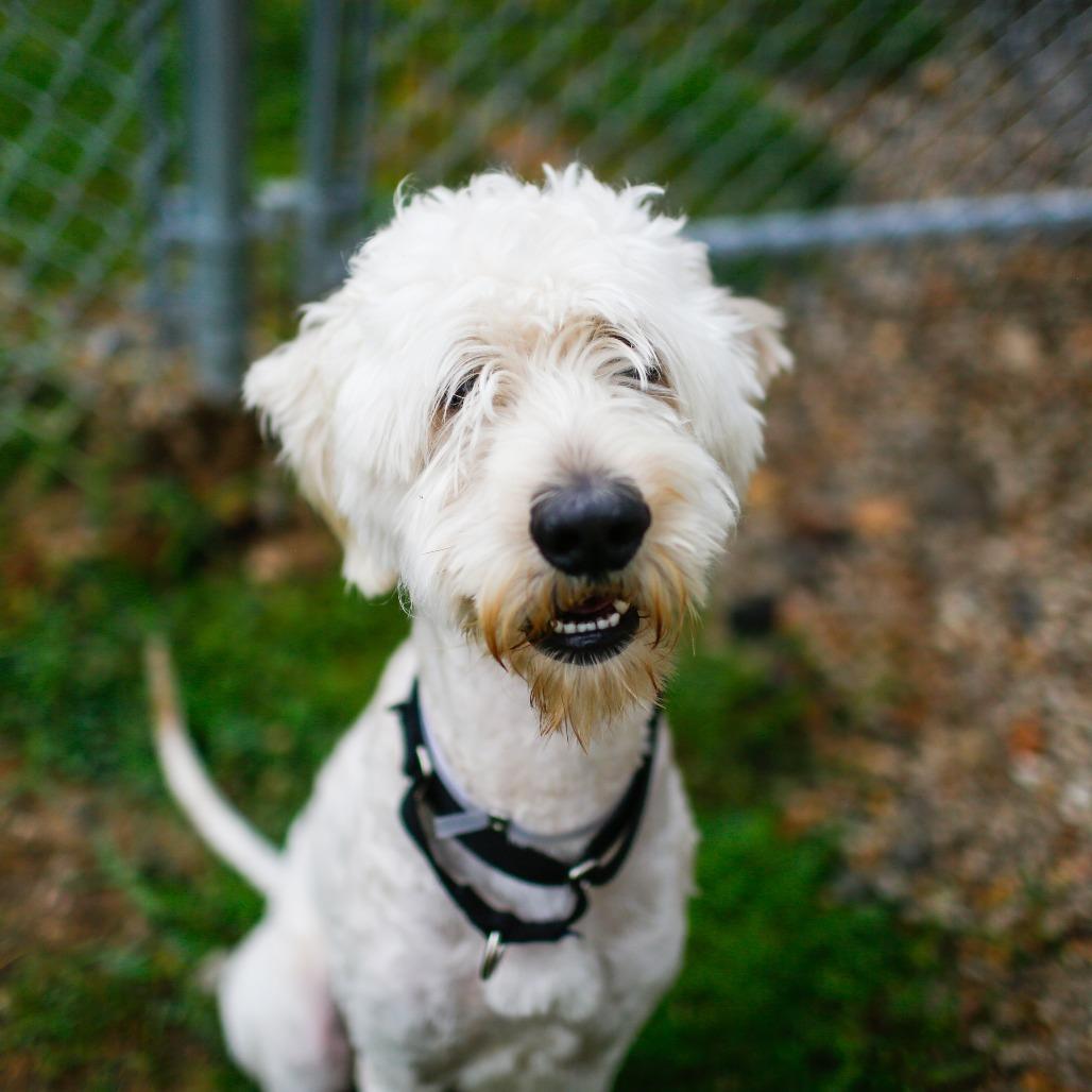 Duke, a Adoptable mixed breed in Dover, NH image 3/6
