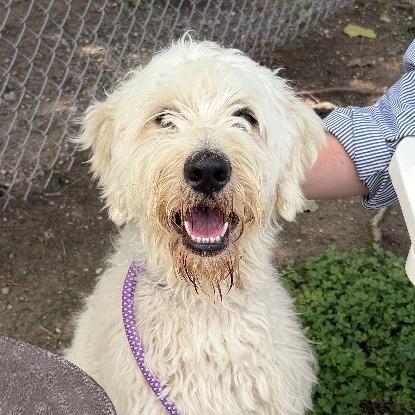 Duke, a Adoptable mixed breed in Dover, NH image 4/6