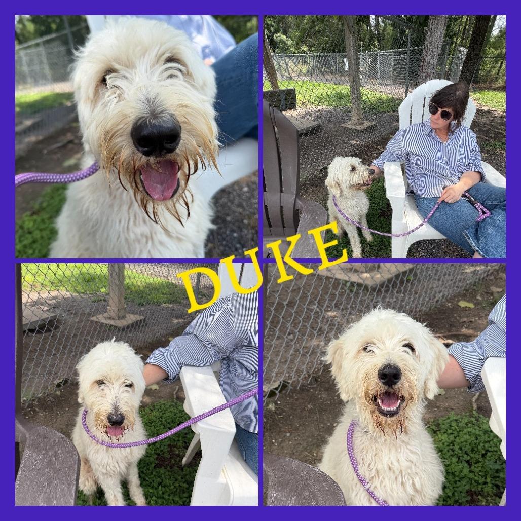 Duke, a Adoptable mixed breed in Dover, NH image 5/6