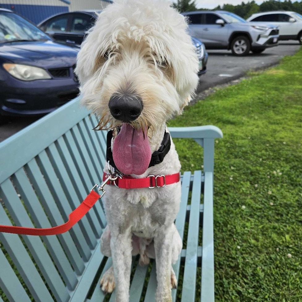 Duke, a Adoptable mixed breed in Dover, NH image 6/6
