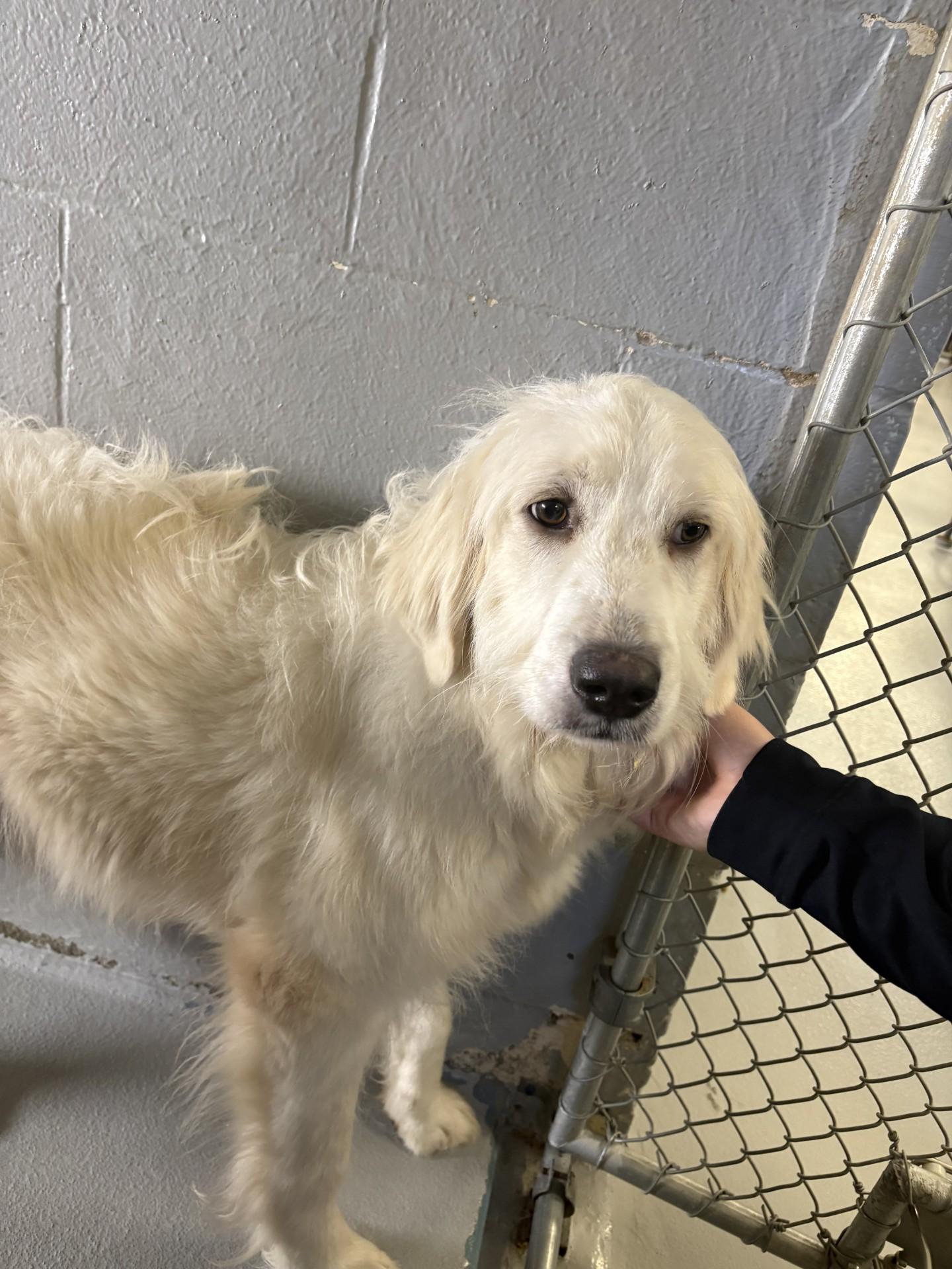 Enlarge Erling, a Adoptable mixed breed in Ashland, VA image 3/3
