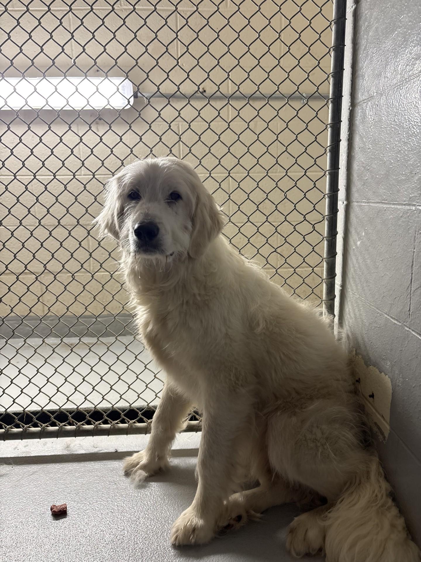 Enlarge Erling, a Adoptable mixed breed in Ashland, VA image 2/3
