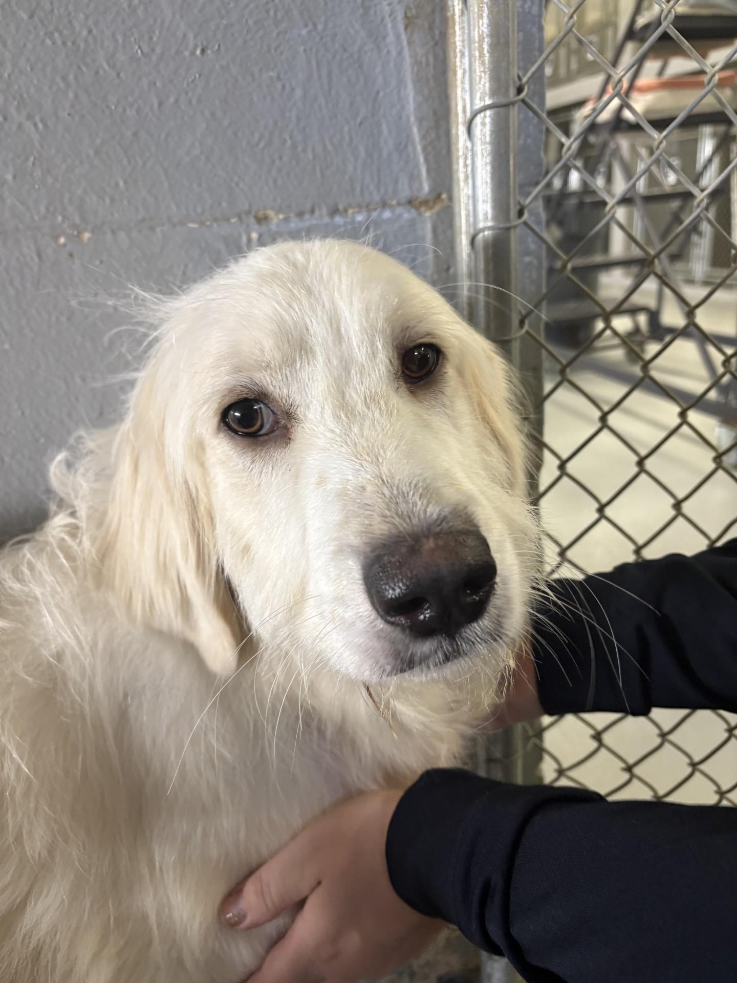 Erling, Adoptable, Young Female Great Pyrenees & Labradoodle.