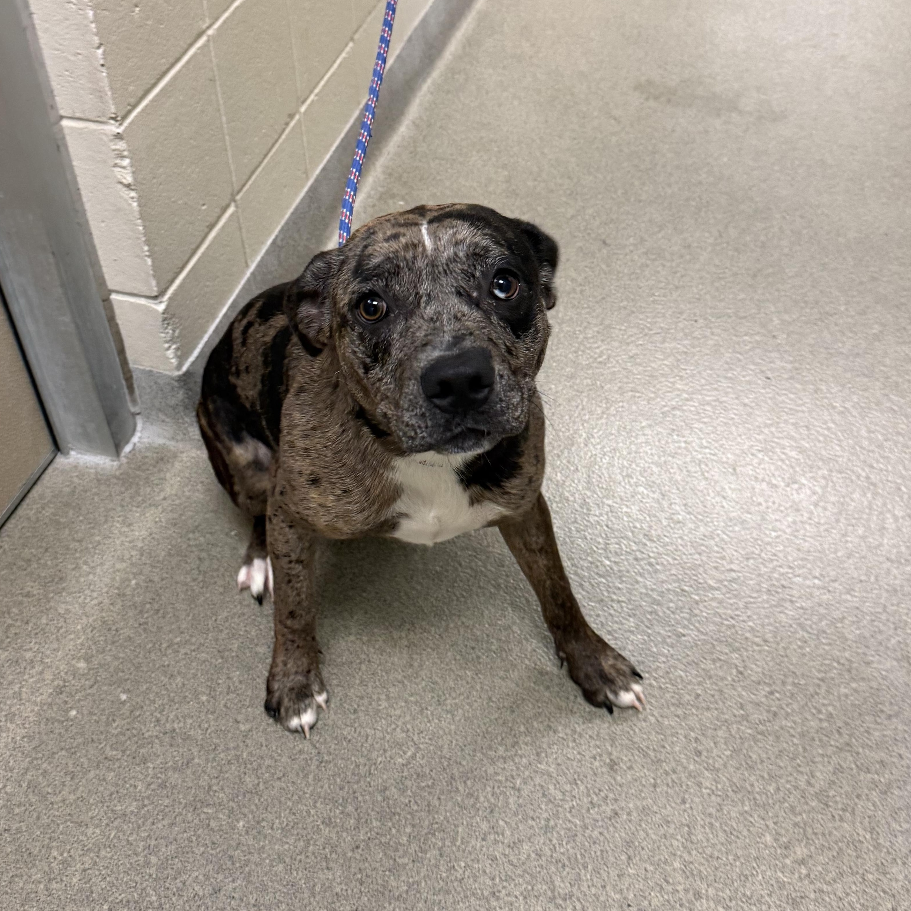 Olive, Adopted, Young Female Mixed Breed.