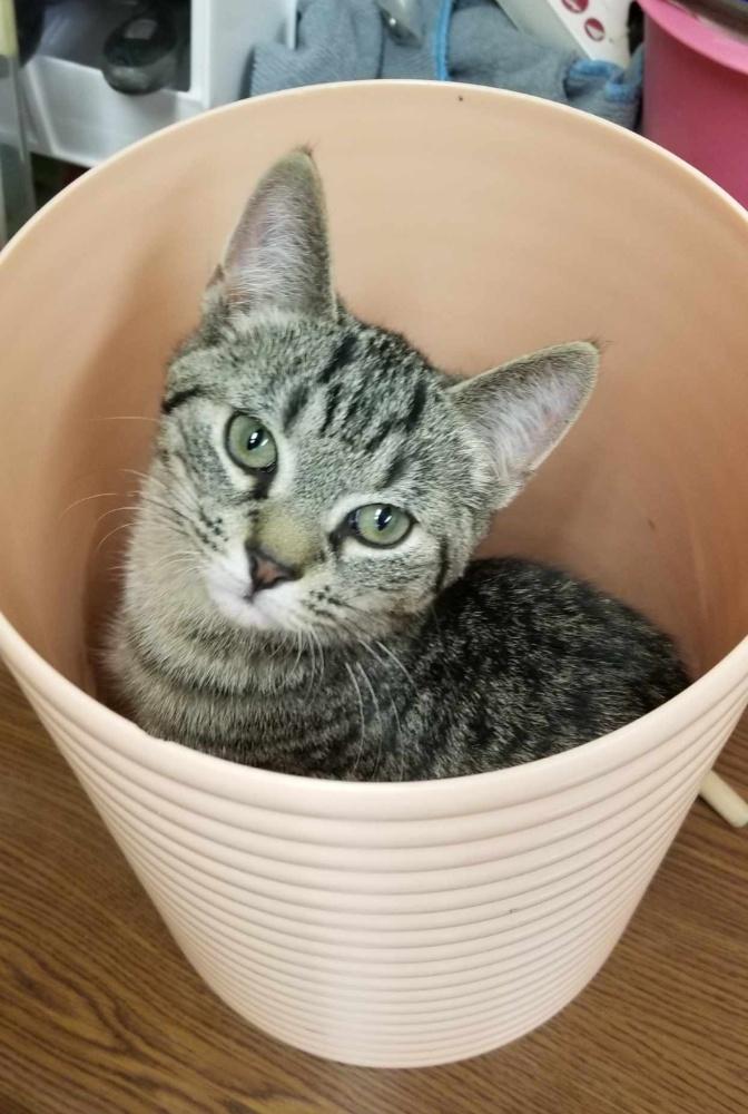 Enlarge SHAYNE (cc#7176)-BROWN TABBY KITTEN, an adopted Domestic Short Hair in West Orange, NJ image 5/6
