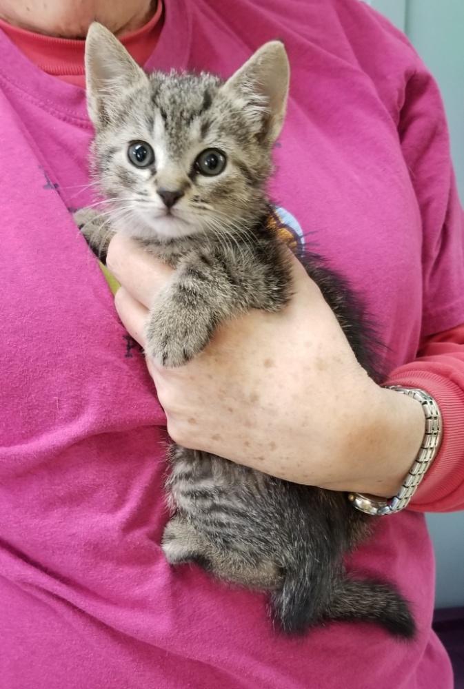 Enlarge BROWN TABBY KITTEN (cc#7176), a Adoptable Domestic Short Hair in West Orange, NJ image 1/3