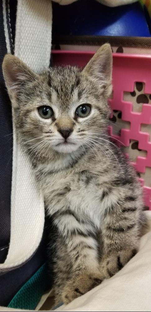 Enlarge BROWN TABBY KITTEN (cc#7176), a Adoptable Domestic Short Hair in West Orange, NJ image 2/3