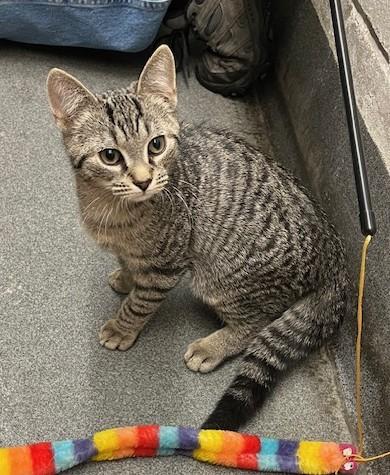 Enlarge SHAYNE (cc#7176)-BROWN TABBY KITTEN, an adopted Domestic Short Hair in West Orange, NJ image 3/6