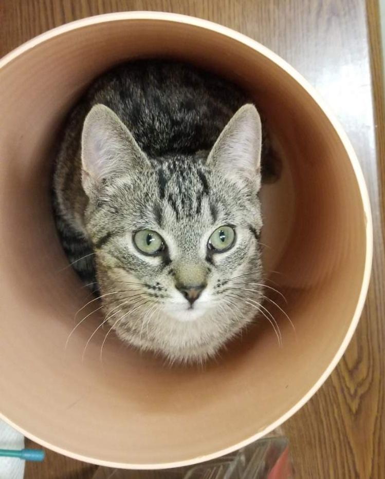 Enlarge SHAYNE (cc#7176)-BROWN TABBY KITTEN, an adopted Domestic Short Hair in West Orange, NJ image 6/6