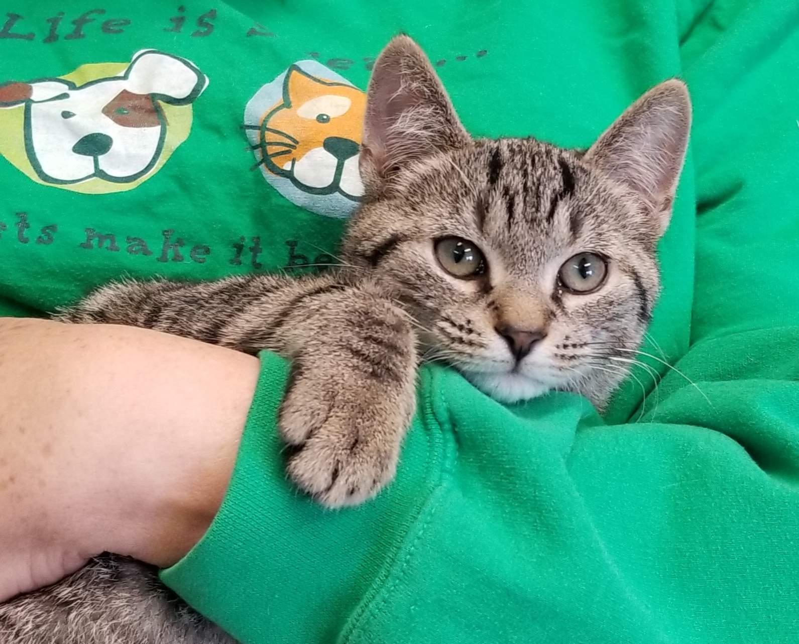 SHAYNE (cc#7176)-BROWN TABBY KITTEN, adoptable, Kitten Male Domestic Short Hair.