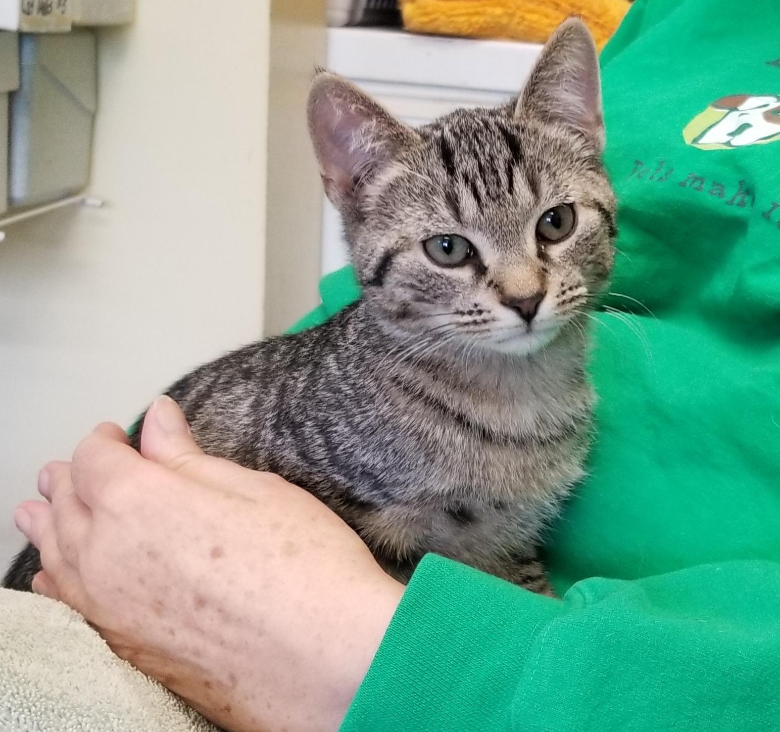 Enlarge SHAYNE (cc#7176)-BROWN TABBY KITTEN, an adopted Domestic Short Hair in West Orange, NJ image 2/6