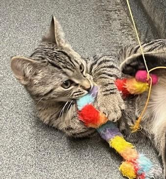 Enlarge SHAYNE (cc#7176)-BROWN TABBY KITTEN, an adopted Domestic Short Hair in West Orange, NJ image 4/6