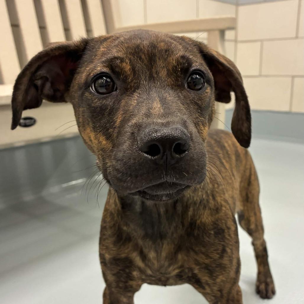 Hazel, Adoptable, Puppy Female Black Mouth Cur & Catahoula Leopard Dog.