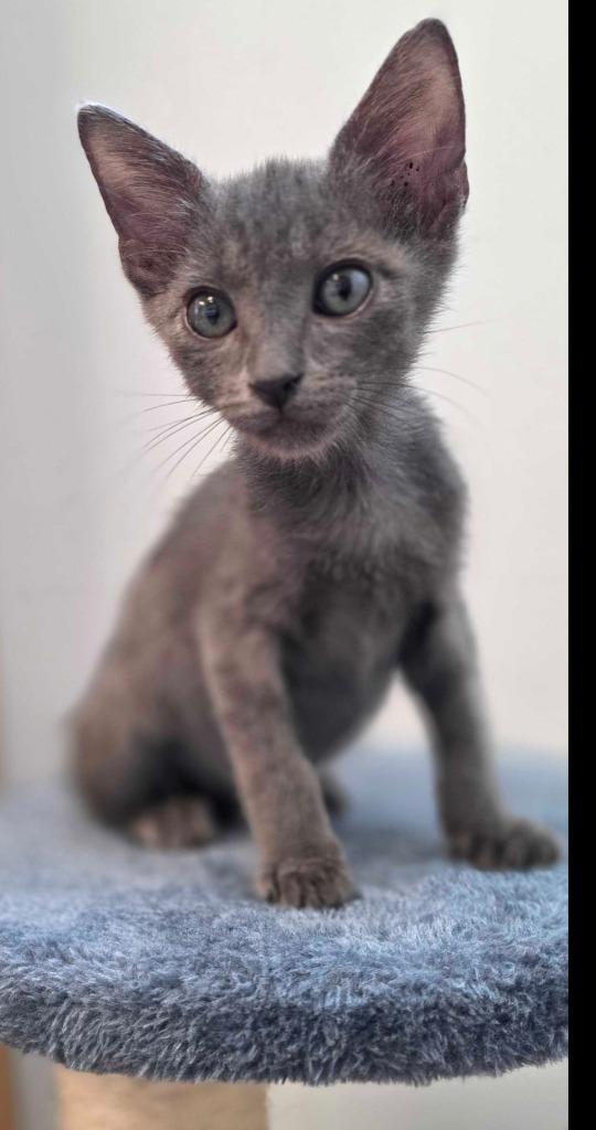 Plankton, Adoptable, Kitten Male Domestic Short Hair.