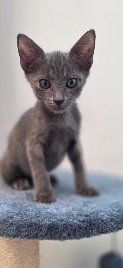 Enlarge Plankton, a Adoptable mixed breed in Rowlett, TX image 2/2