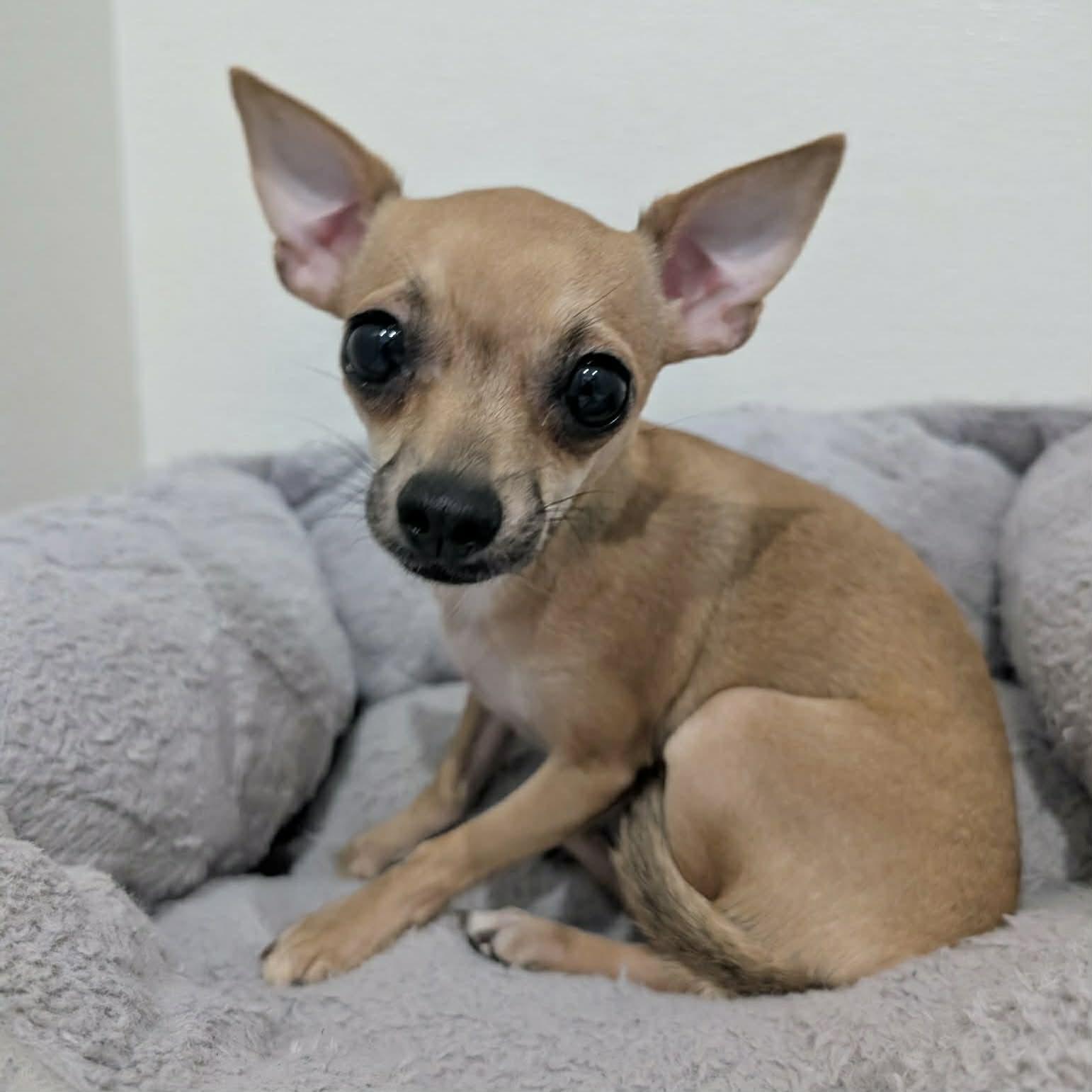 Enlarge Chai, a ADOPTABLE mixed breed in Boulder, CO image 1/2