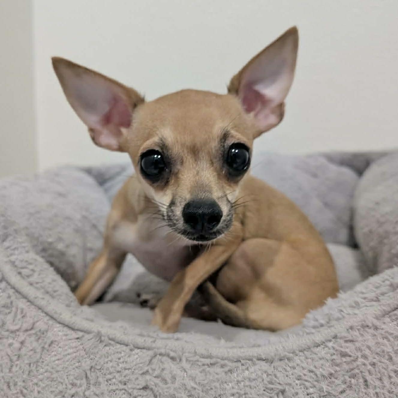 Enlarge Chai, a ADOPTABLE mixed breed in Boulder, CO image 2/2
