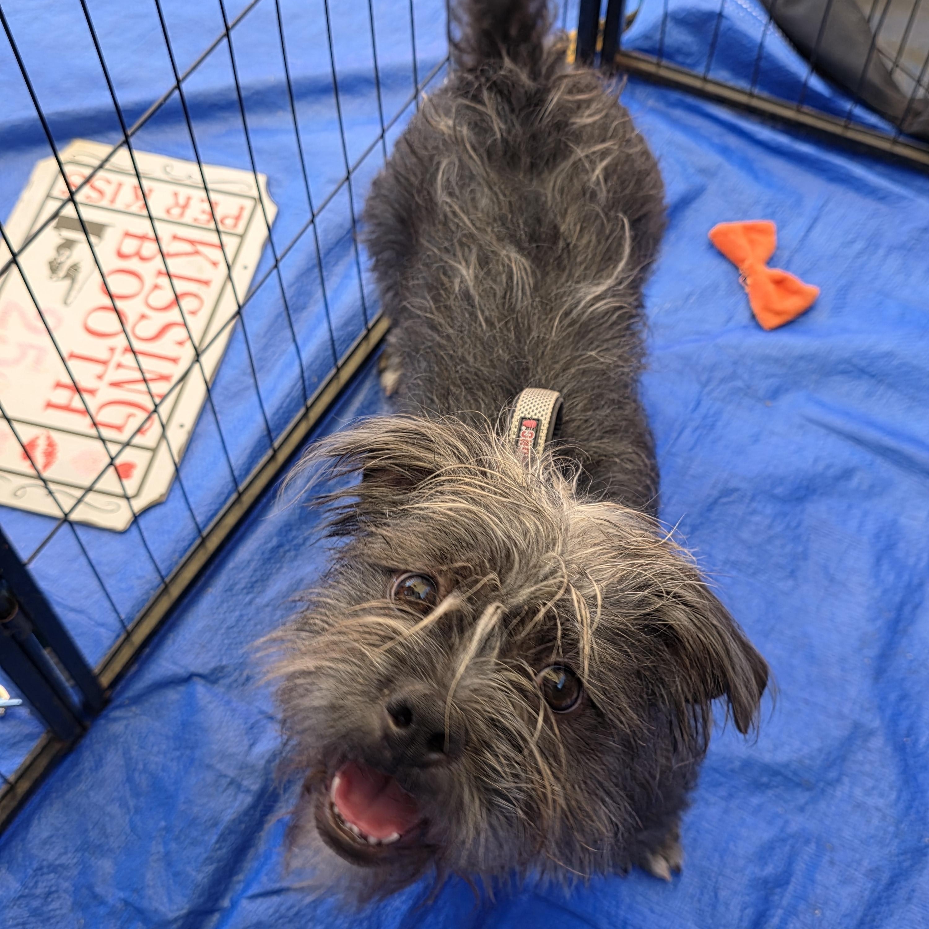 Graycie, a Adoptable mixed breed in Dallas, TX image 1/6