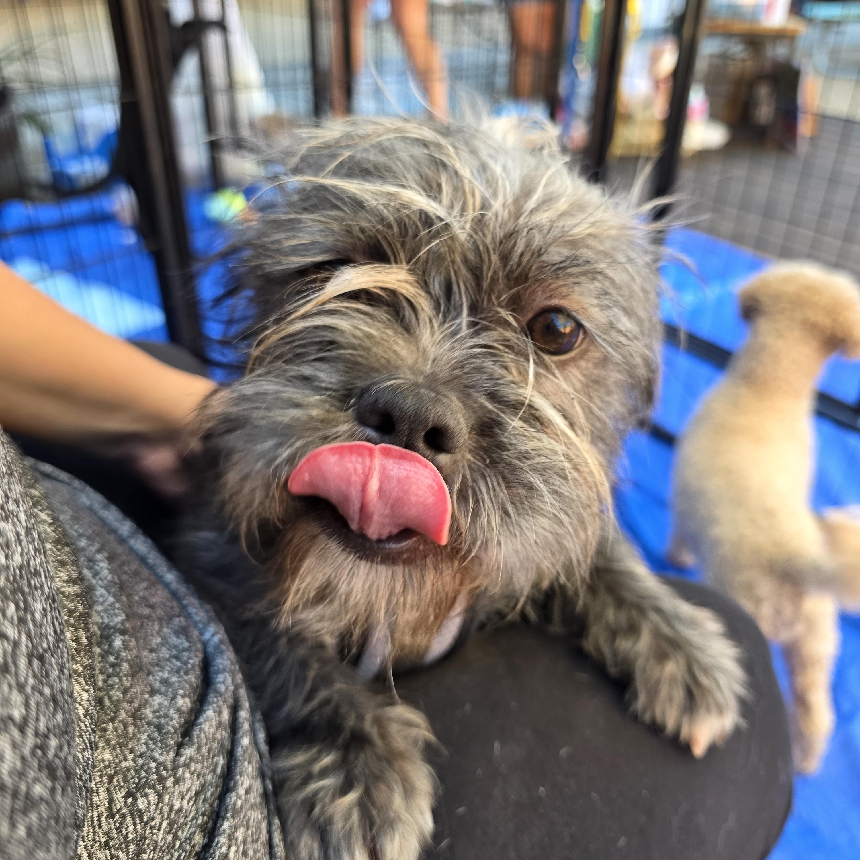 Graycie, a Adoptable mixed breed in Dallas, TX image 3/6