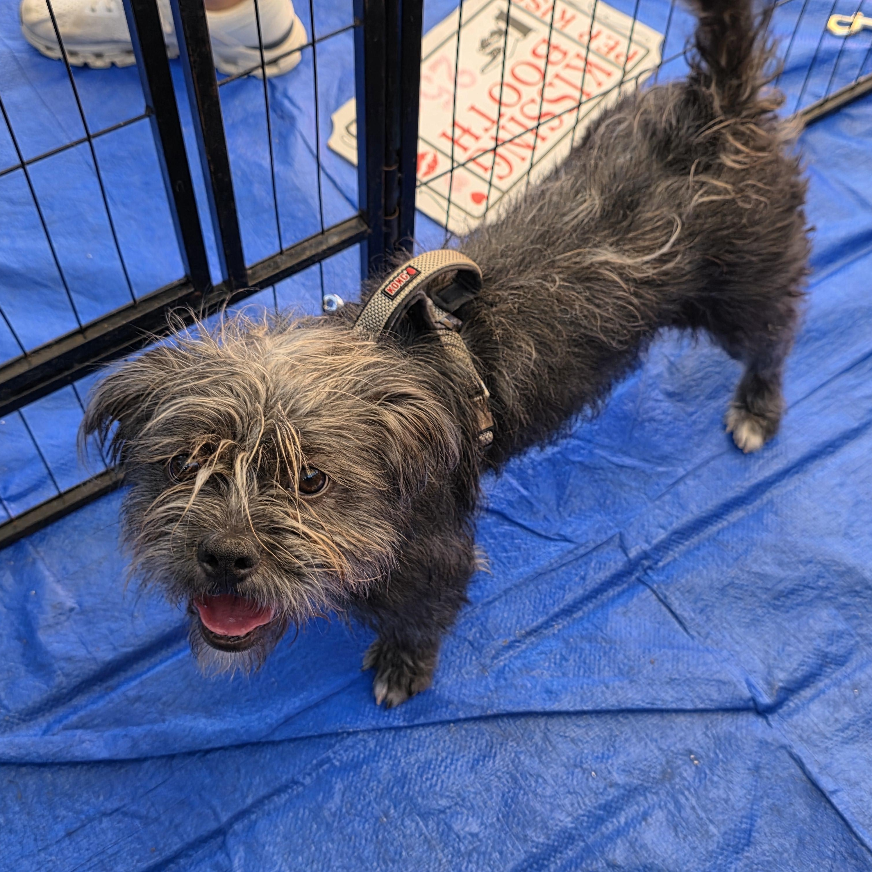 Graycie, a Adoptable mixed breed in Dallas, TX image 4/6