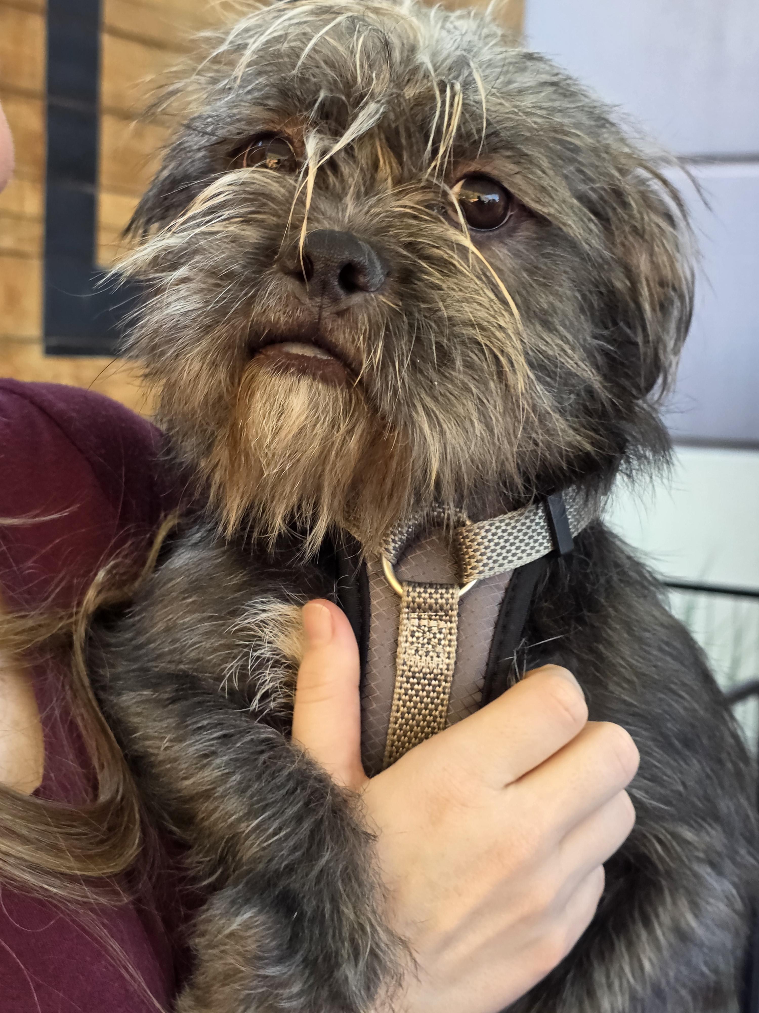 Graycie, a Adoptable mixed breed in Dallas, TX image 5/6