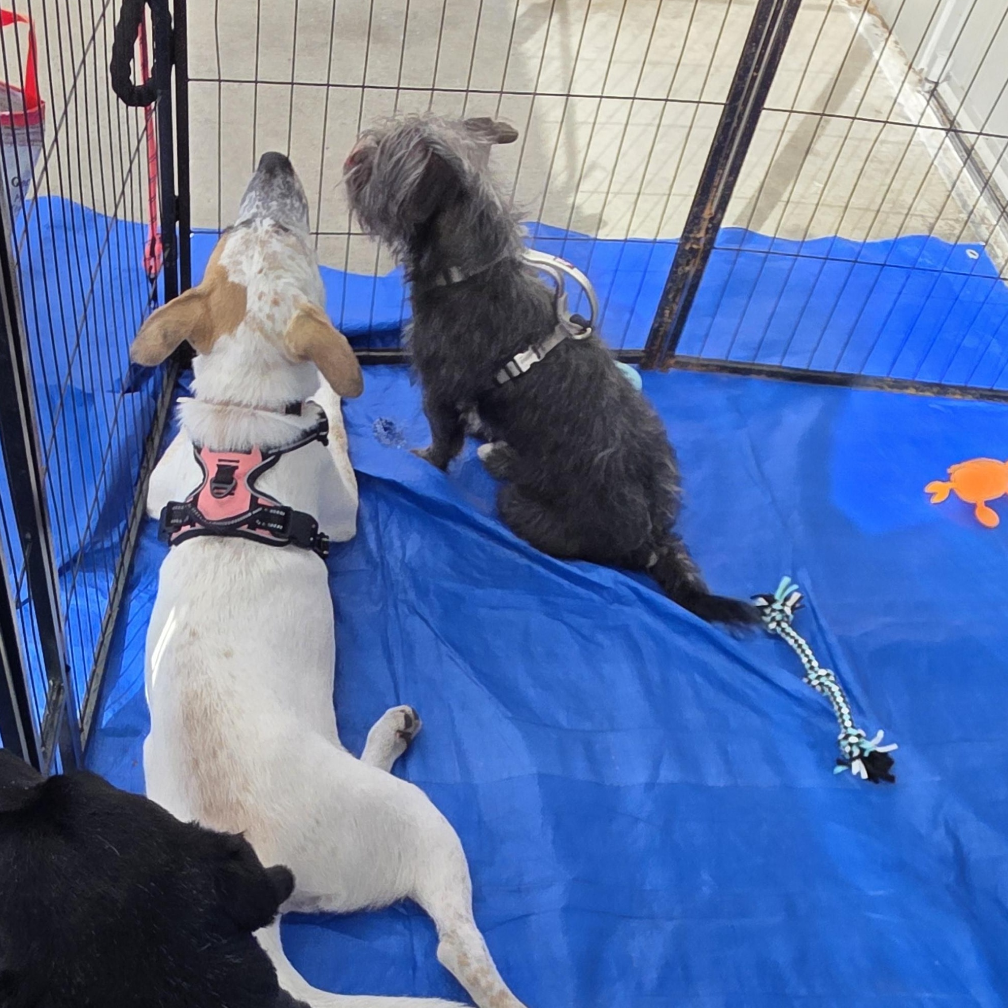 Graycie, a Adoptable mixed breed in Dallas, TX image 6/6