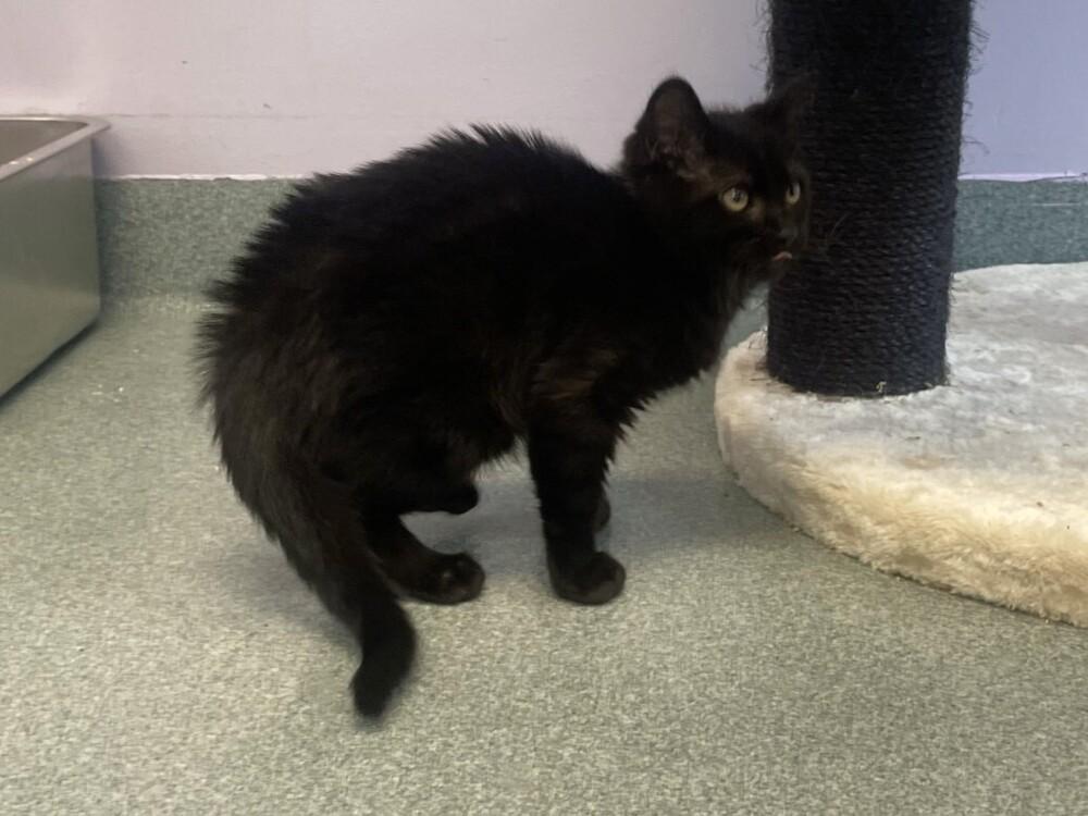 Enlarge Dory, a Adopted Domestic Short Hair in Trenton, ME image 1/4