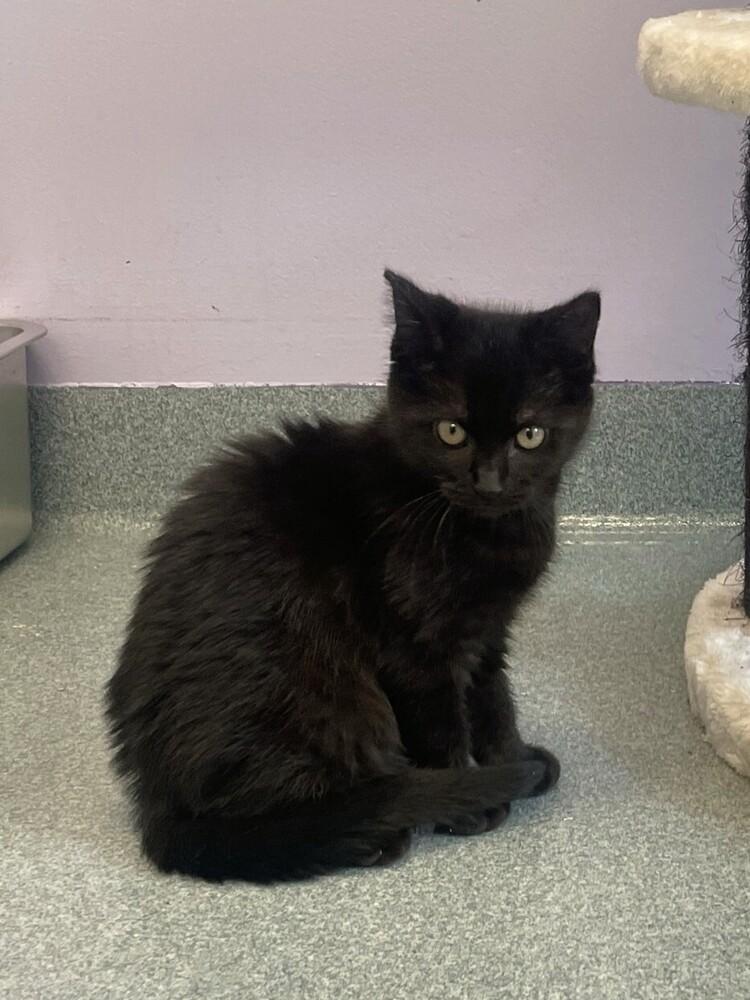 Enlarge Dory, a Adopted Domestic Short Hair in Trenton, ME image 2/4