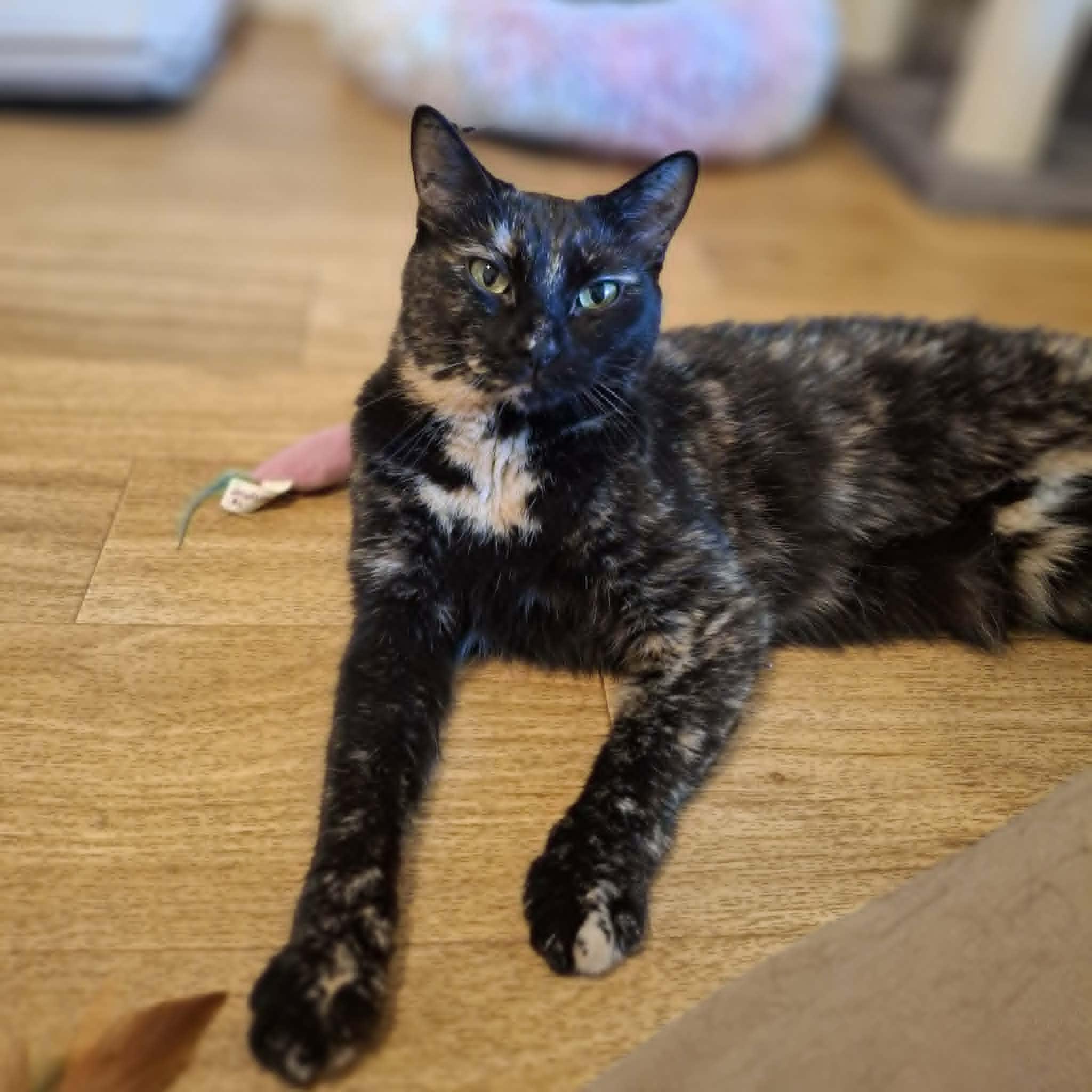 Enlarge Spice, an adoptable mixed breed in Vine Grove, KY image 1/6