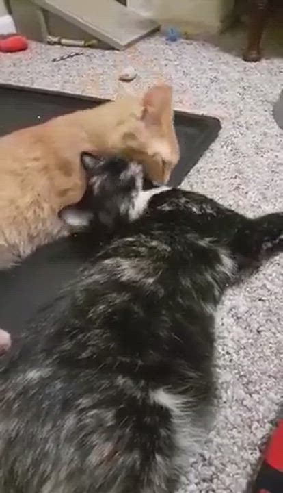 Enlarge Clara, an adoptable mixed breed in Vine Grove, KY video 6/6