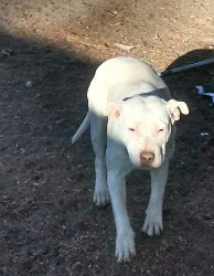 Mary, Adoptable, Adult Female Pit Bull Terrier.