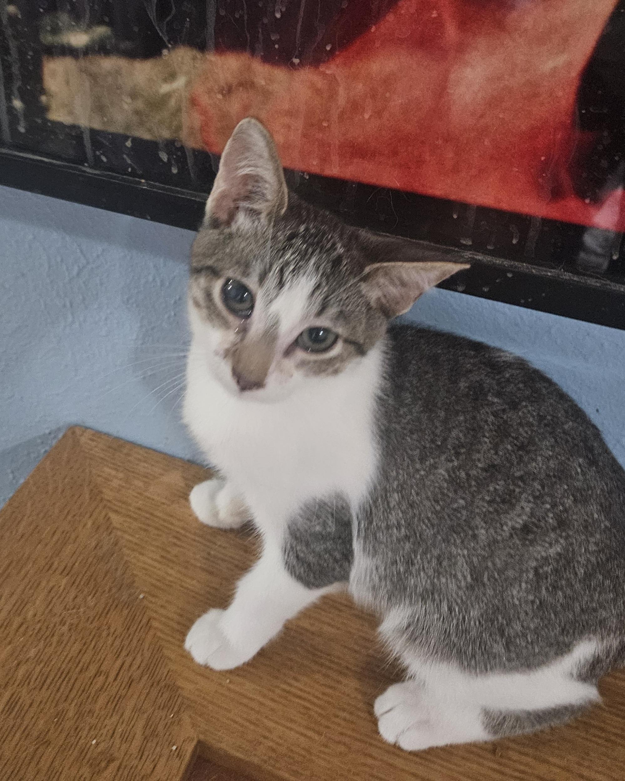 Lentil, a Adoptable mixed breed in Youngtown, AZ image 1/4