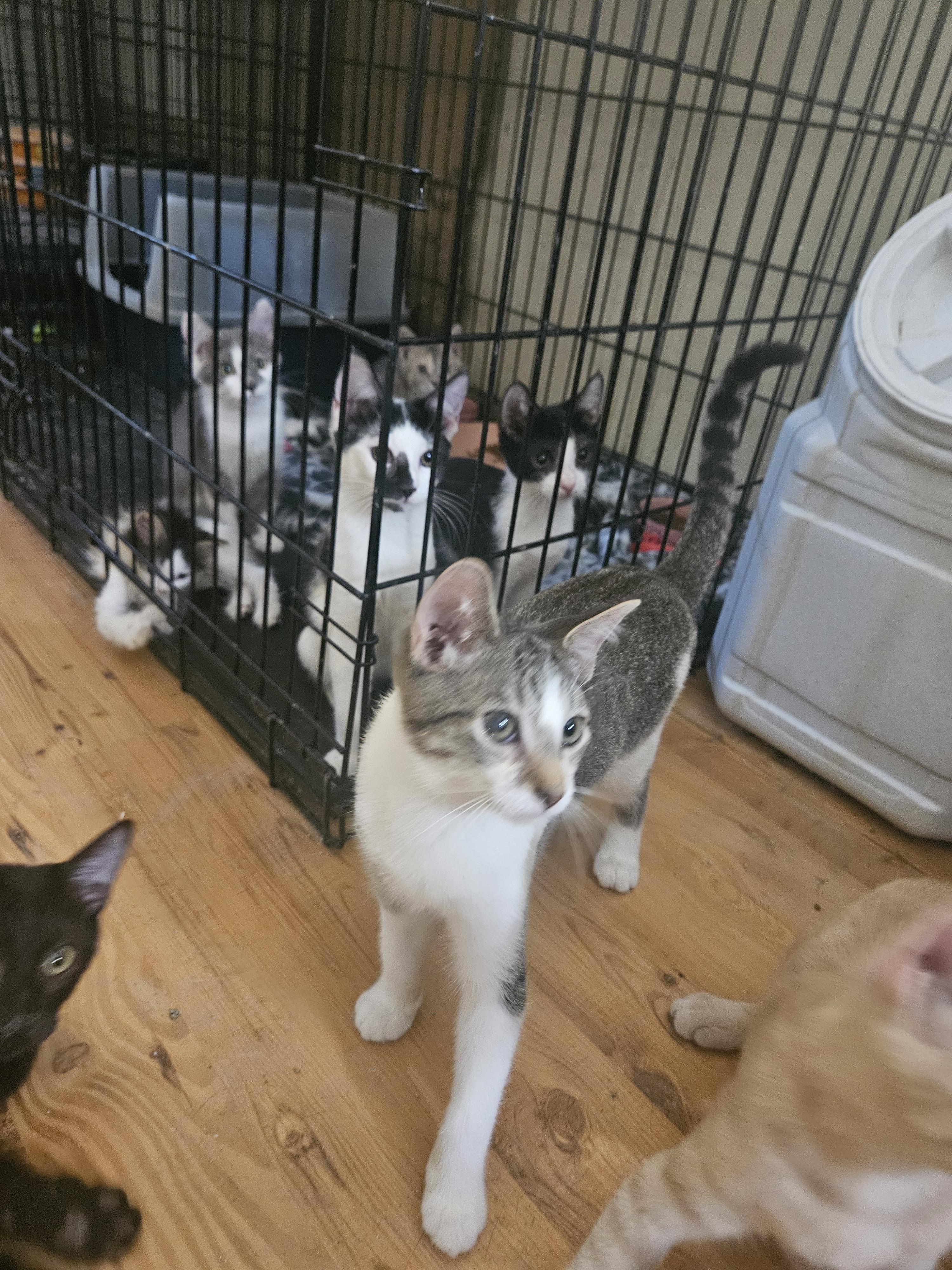 Lentil, a Adoptable mixed breed in Youngtown, AZ image 4/4