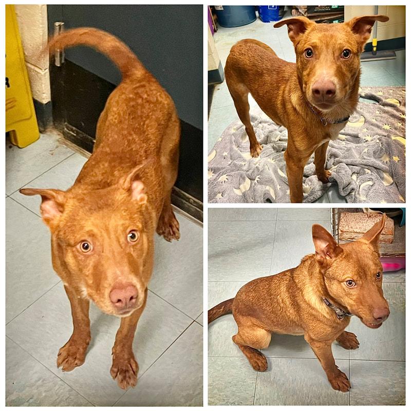 Neville, ADOPTABLE, Young Male Mixed Breed.