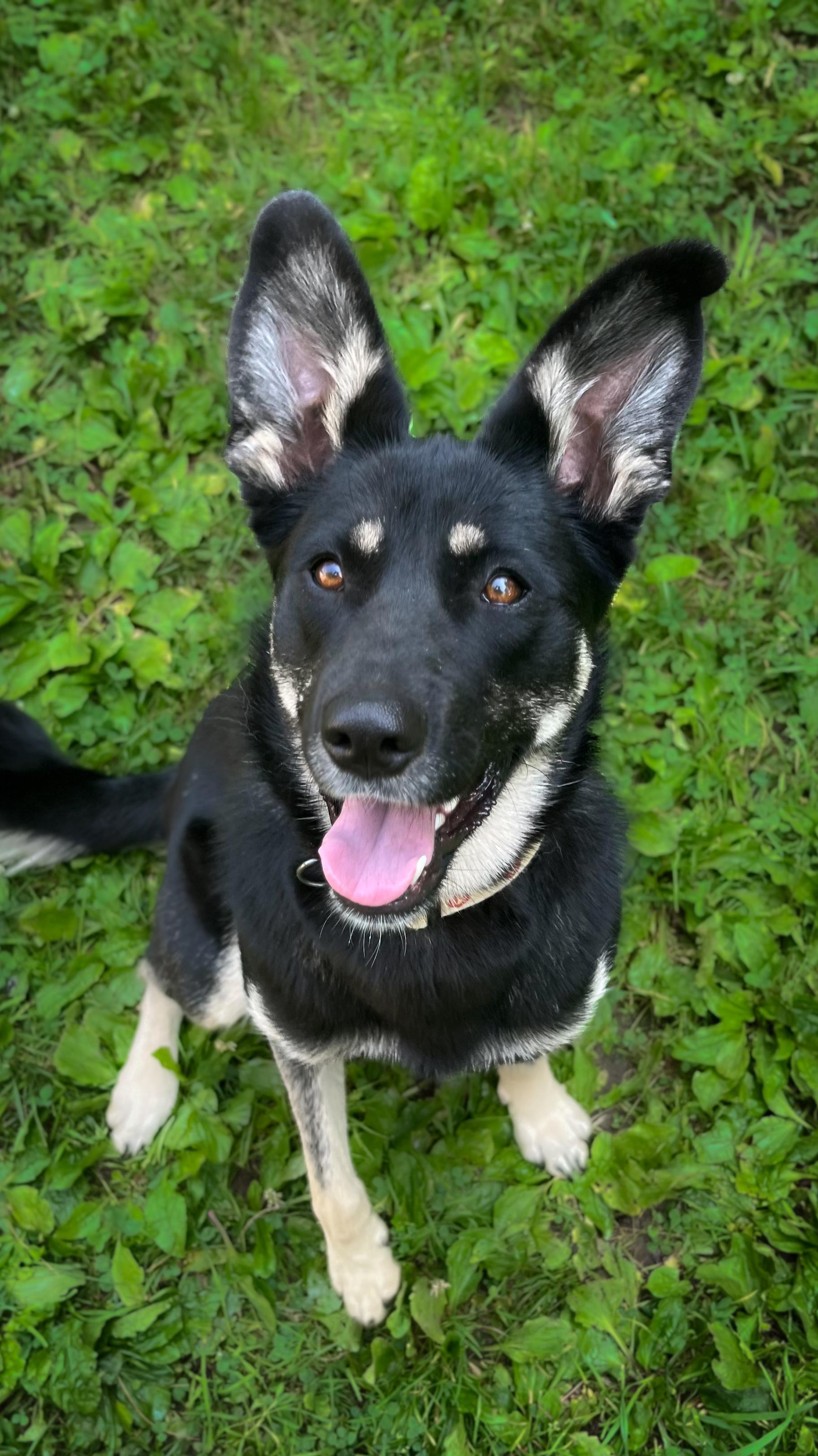 Anya, ADOPTABLE, Young Female German Shepherd Dog.