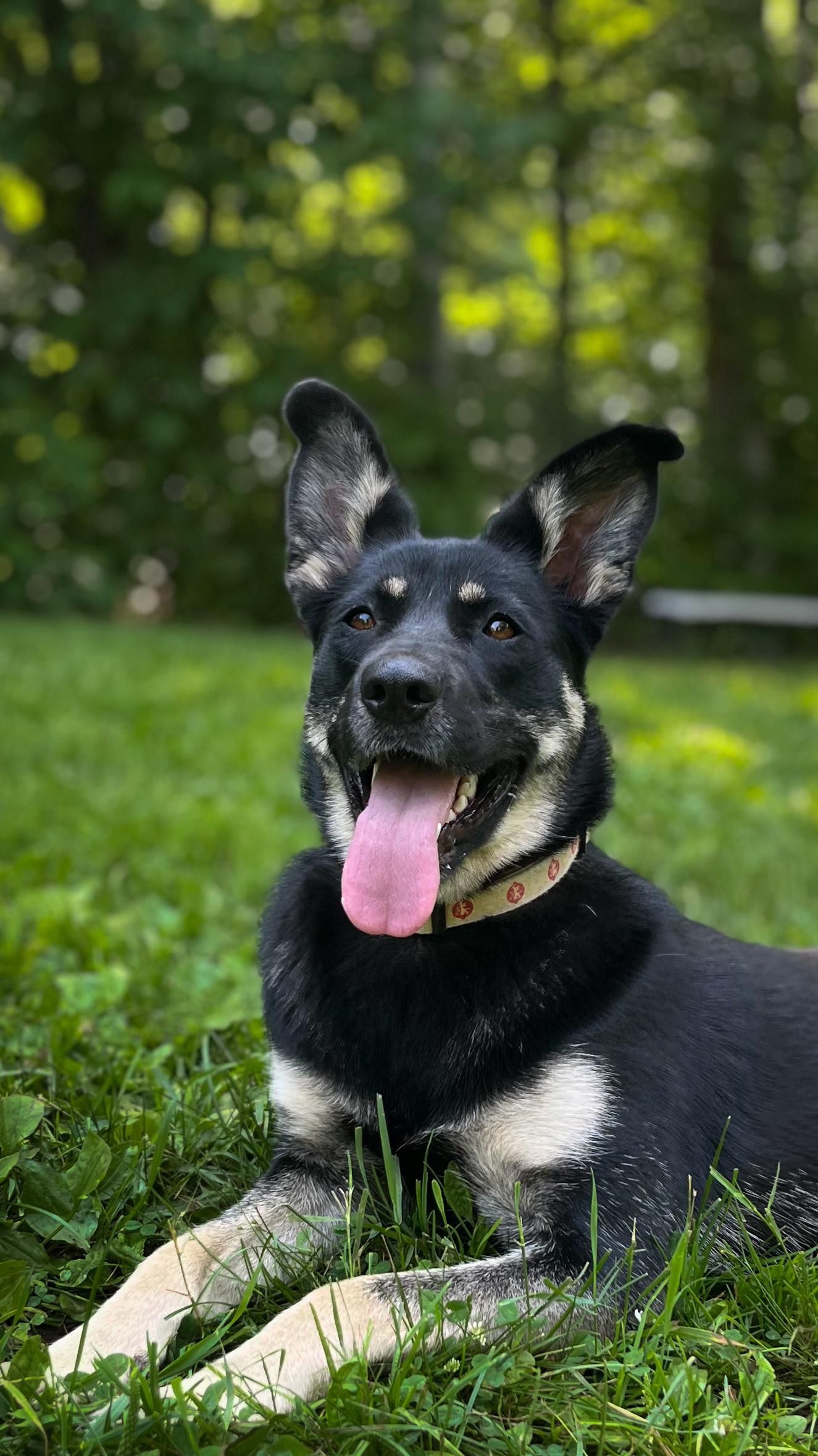 Anya, a ADOPTABLE mixed breed in Stanstead, QC image 2/6