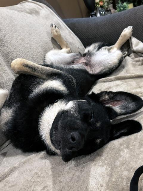 Anya, a ADOPTABLE mixed breed in Stanstead, QC image 5/6