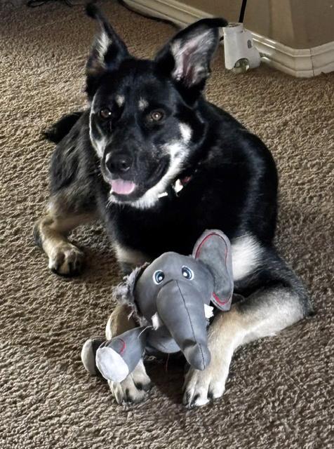 Anya, a ADOPTABLE mixed breed in Stanstead, QC image 4/6
